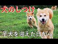 【犬のしつけ】子犬を迎えた日からやって欲しい事！ Vol. 02 Animal Rescue Nursing