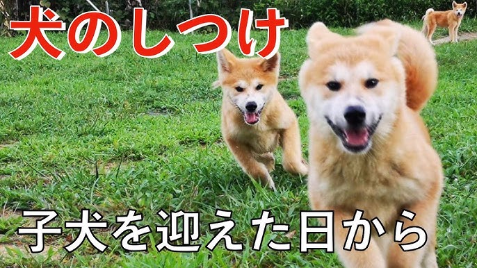 犬の食糞 改善方法 Youtube 犬の食糞 改善方法 Youtube