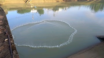 Chài cá lăn cá lóc kinh đông.