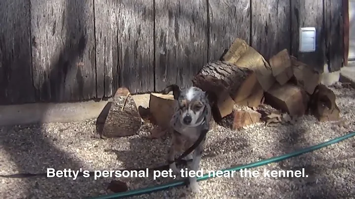 Bel-Ter Kennel, Betty Mings' USDA Licensed Puppy Mill in Mountain Grove, Missouri