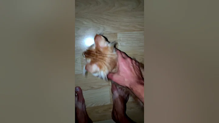 Watch the video about Morning with My Cats - Meowing & Chirping #catasmr #cat #catshorts #catlife #catchirping #catmeow