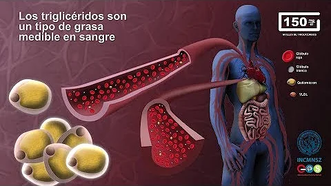 ¿Qué órgano se ve afectado por los triglicéridos elevados?