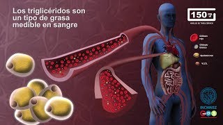 ¿Por qué tiene los triglicéridos elevados en sangre?  INCMNSZ  Educación para la Salud