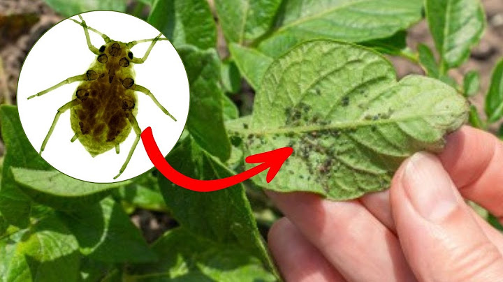 Aphids disappear in 15 minutes. Without chemical sprays