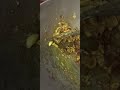 chattu(mashroom) curry 😋🍛#food #cooking#recipe#ytshorts#ytstudioes