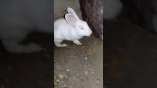 Tünel Yapan Tavşan