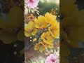 هاني شاكر في عيونك انتي ياحبيبتي بشوف فيهم حقيقتي اغانيمنزمنتاني