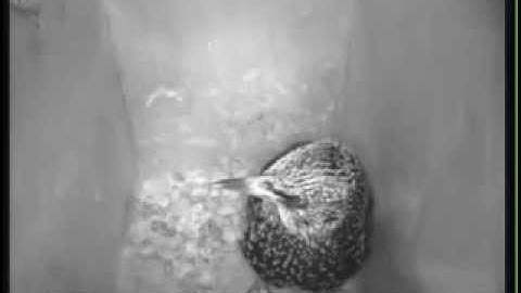 Spreeuwen(K2) Thuiskomst. 17.45 uur pm 15 febr..flv