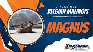 Magnus | Off Leash Reliable | Woodbridge VA Trainers | Off Leash K9 by OffLeashK9Training 176 views 1 month ago 8 minutes, 14 seconds