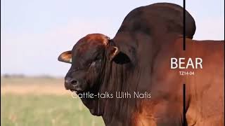 "Bear" the giant Boran bull