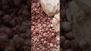 5/7/2025pyaj bhav #pyaj_bhav #pyaj #mp #viral #mandibhav #mandinews #ytshorts #shorts #onion #प्याज 