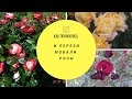 55🌹🌷Как прижились и перезимовали мои розы#Чеснок #Грядки