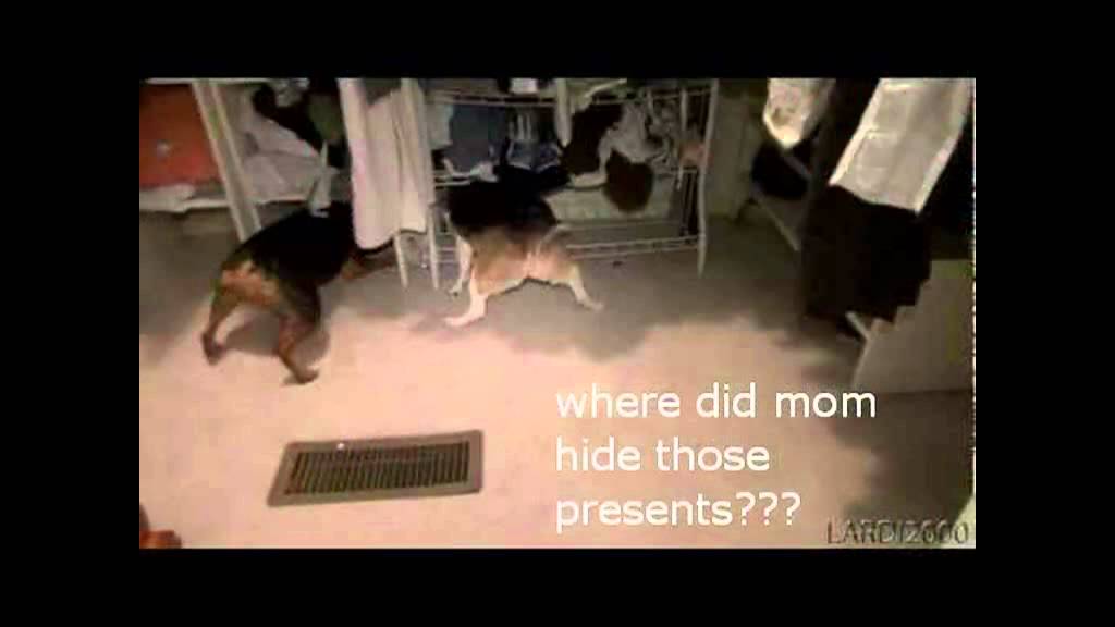 Christmas Animals YouTube