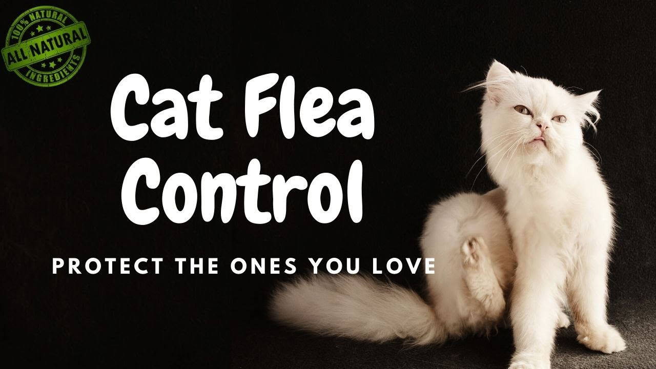 Cat Flea Control Treating Fleas At Home YouTube