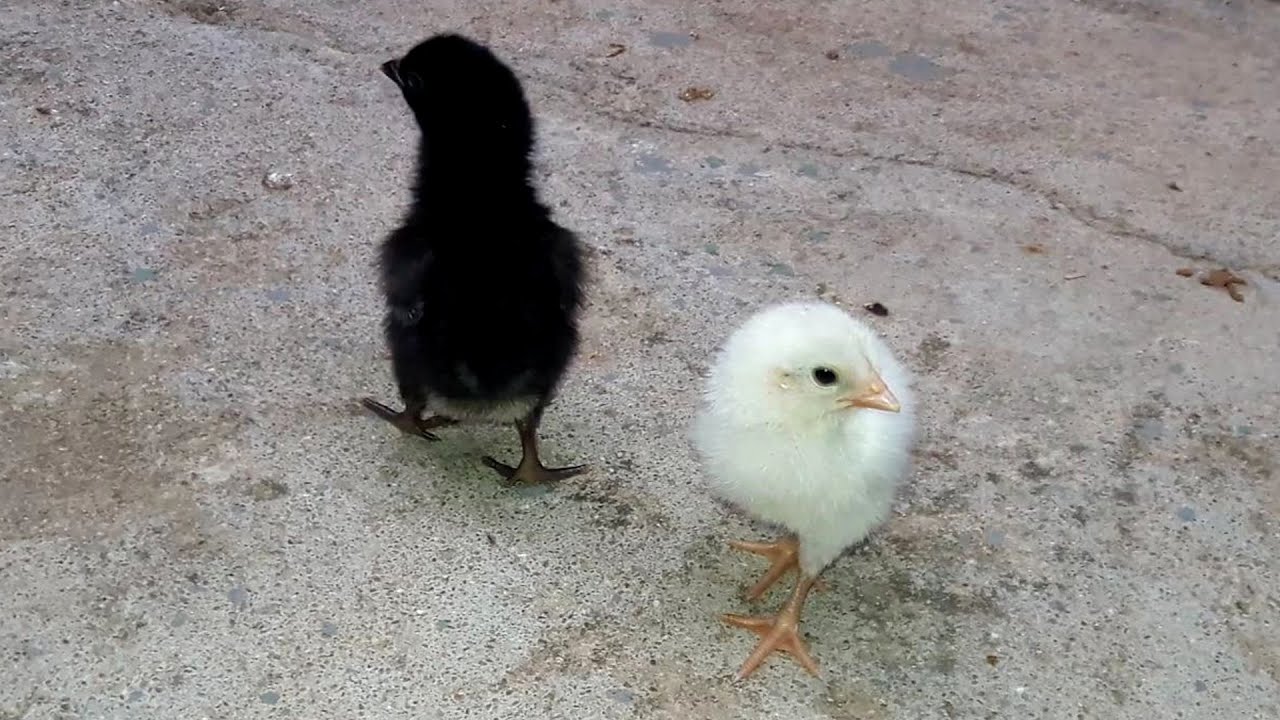 White Chicks Black Telegraph