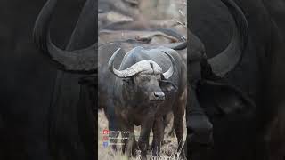 Bison 🦬 vs African Buffalo 🐃 | Mighty Icons of the Wild