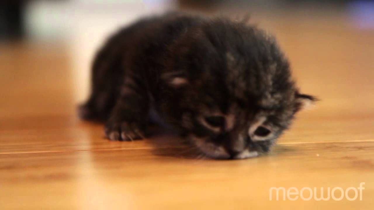 Tiny kitten's first crawl YouTube