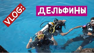 VLOG:  Мы В Египте, Видели ДЕЛЬФИНОВ