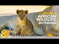 Faune de mabuasehube botswana  vues rapproches danimaux sauvages africains 8k ultra