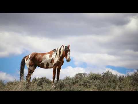 Video: Kiger Mustang Hästras Allergivänliga, Hälsa Och Livslängd