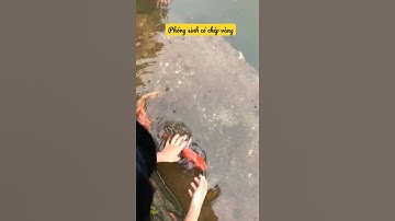 Shorts | Ông Táo Lên Trời | Phóng sinh Cá Chép Vàng