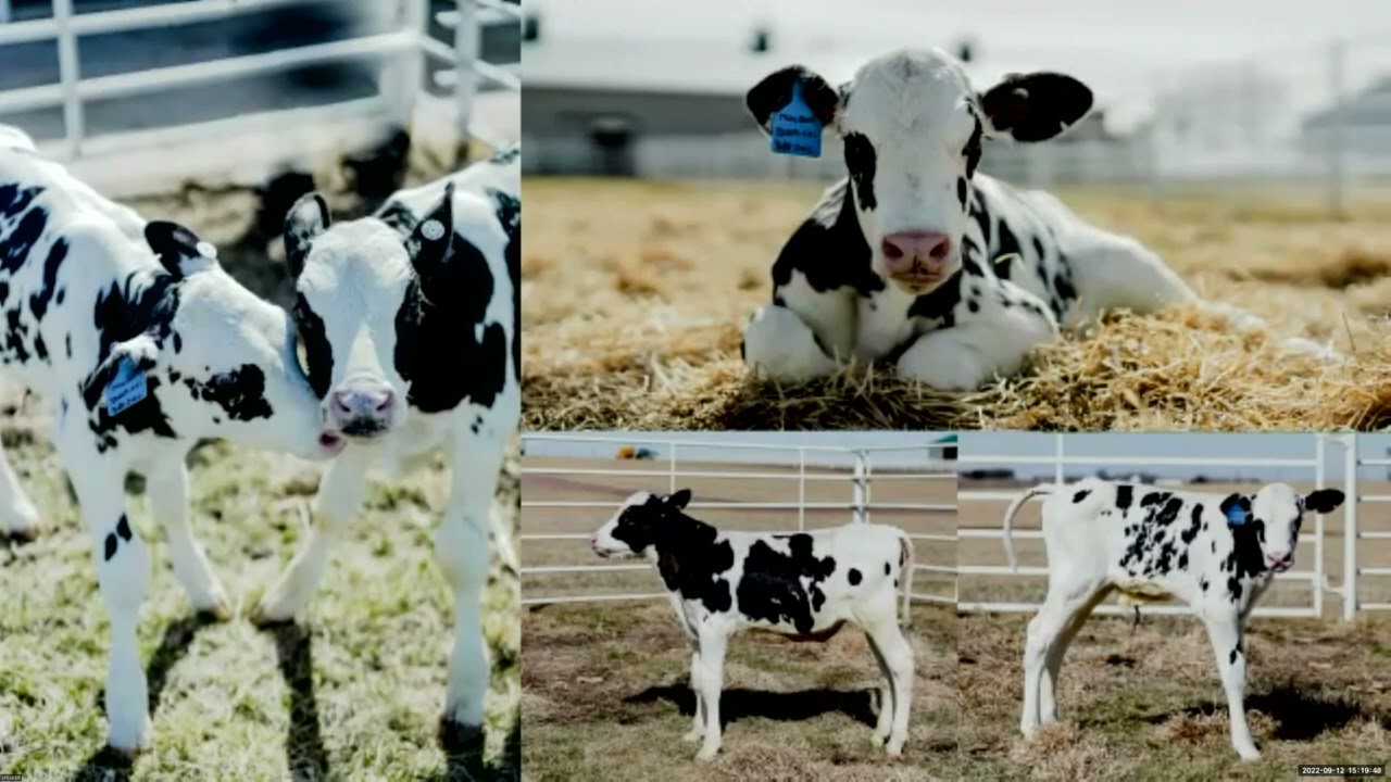 Breeding climate smart cattle for sub-tropical and tropical zones