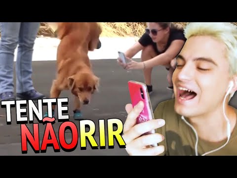 TENTE NÃO RIR! - ANIMAIS QUE FALAM [+10] 