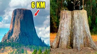 ¿existieron árboles gigantes en el pasado?