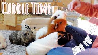 Cuddling My Guinea Pigs | They're Really Tame
