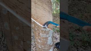 Rubber tapping normal 😪#rubbertree #rubberfarming #satisfying #youtubeshorts #shortsfeed