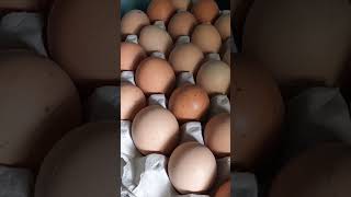কলকাতার সবচেয়ে বড় ডিম বাজার | শিয়ালদহ Egg Market Full Tour 2026 |