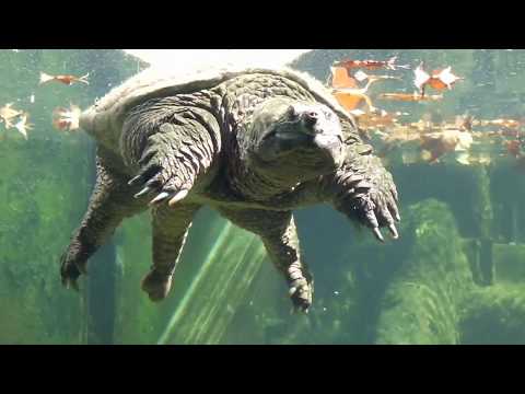 Snapping Turtle Floating and Swimming