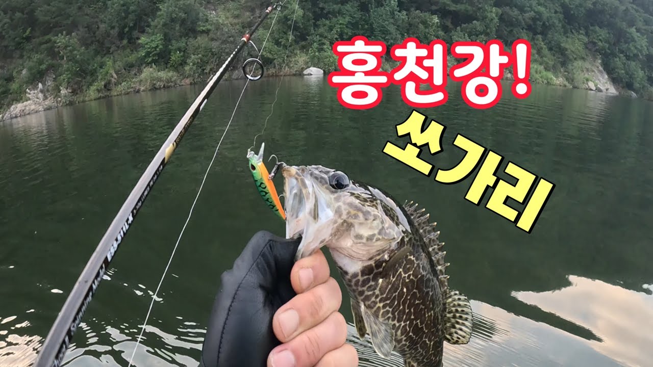 지금 시기 이거 걸려나오면 그 주변에 무조건 쏘가리 있습니다.