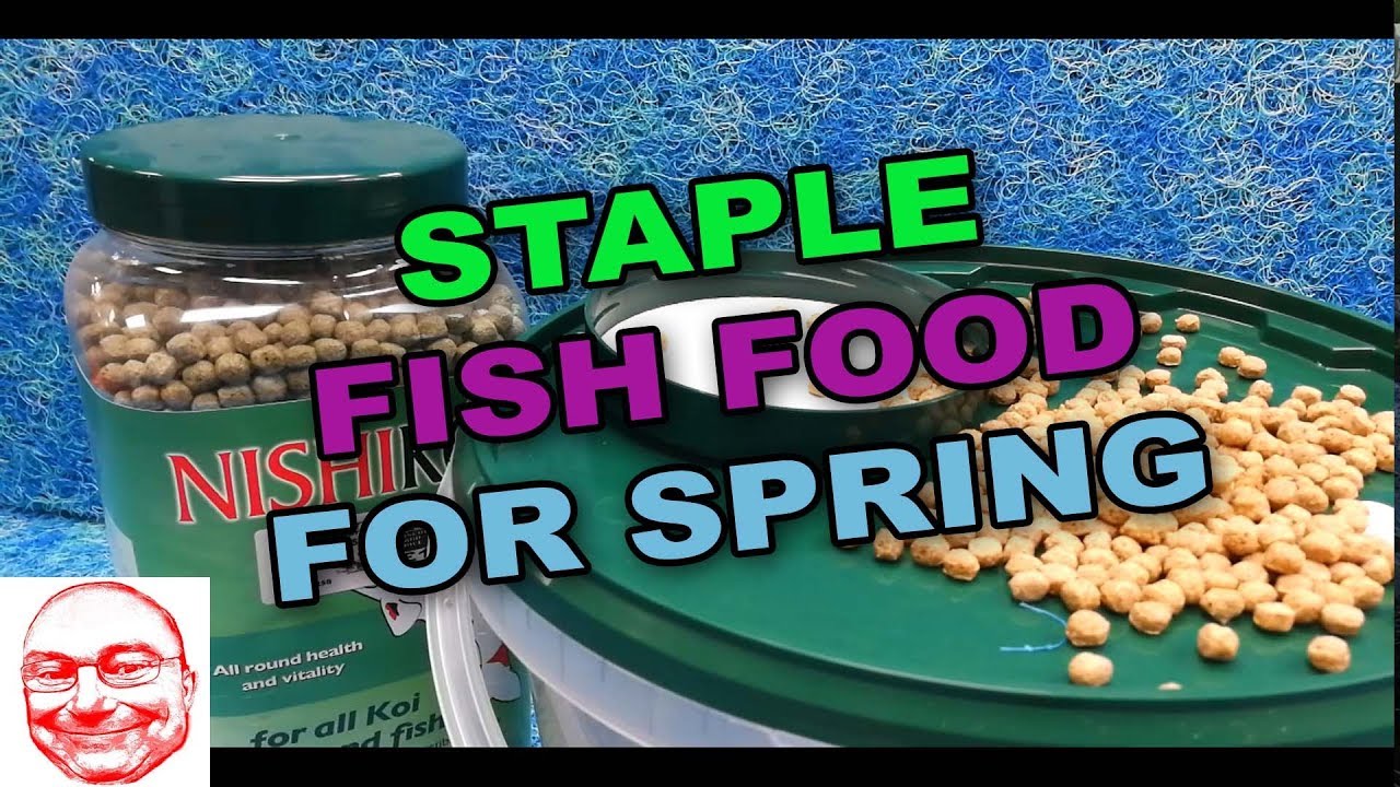 Staple Fish Food for Spring. YouTube