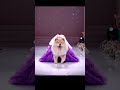Chow Chow dog Pageant Performance   #dogvideos  #dogshorts #dogs #doglife #dogtraining #puppy #dogs