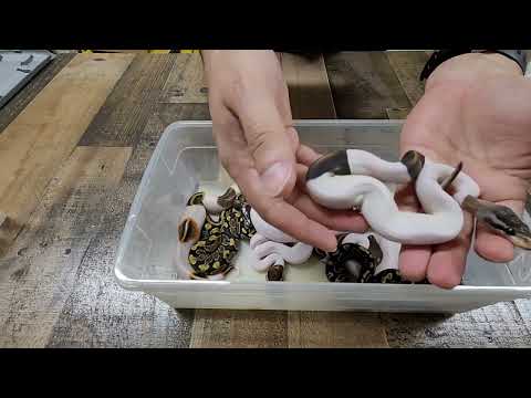 Craziest Ball Python Clutch Results Update. Surprise Gene Revealed. After First Shed