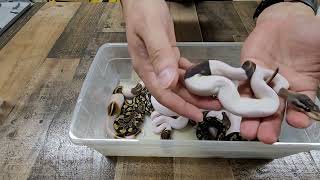Craziest Ball Python Clutch Results Update. Surprise Gene Revealed. After First Shed Profile