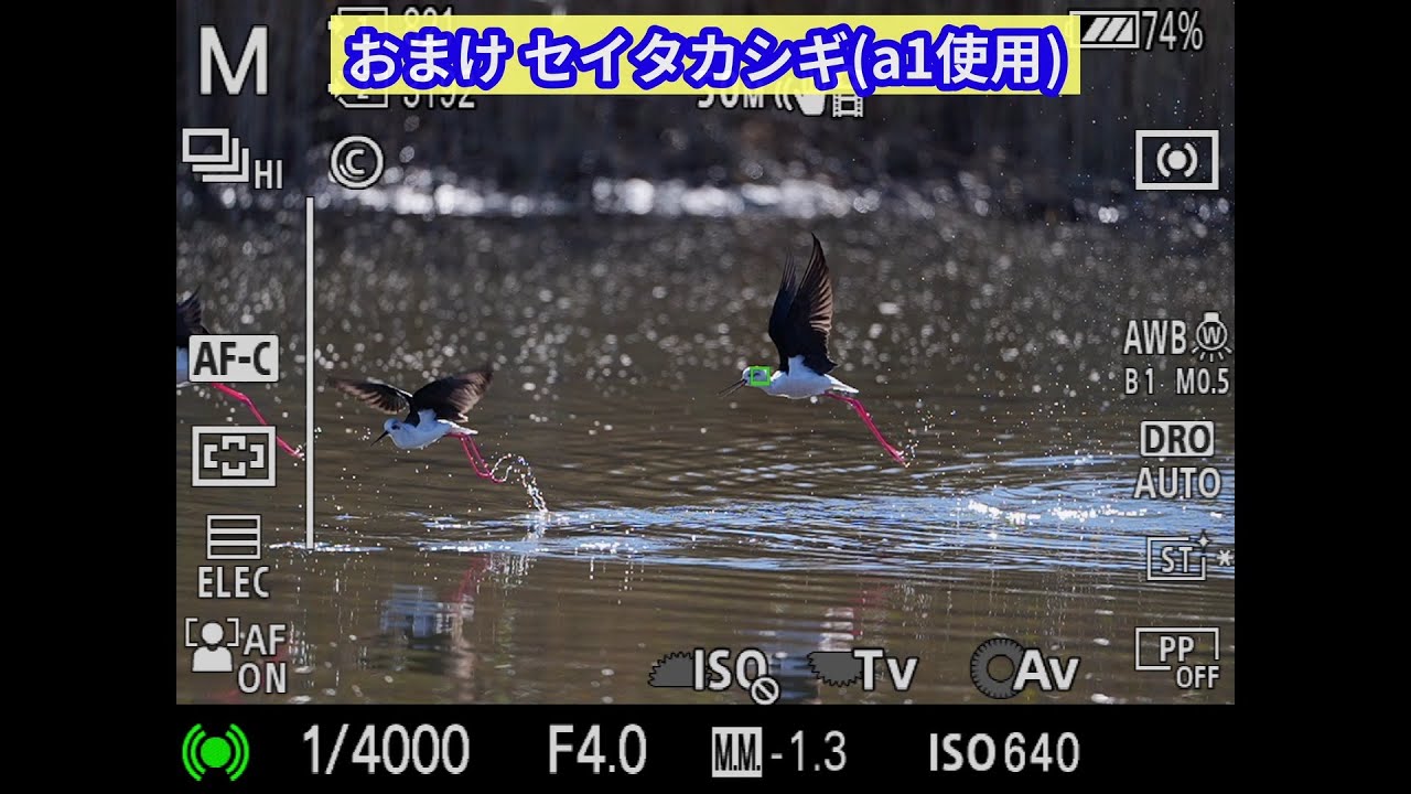 α1とα9を持って野鳥を撮ってこよう