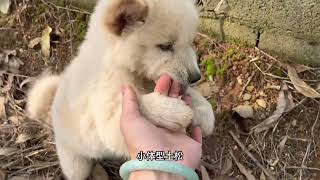 一公一母两只小体型土松成年预计只有25 28斤左右#中华田园犬