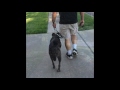 Toby Before And After Training EasTex K9 | Dog Training 2017 | Houston, Tx Toby Before And After Training EasTex K9 | Dog Training 2017 | Houston, Tx