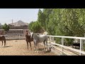 Arabian horses near makkah sharif suleh hudabiya october 24th 2021  iqbal contractor