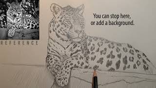 How to Draw a Leopard (using #2 HB Pencil)