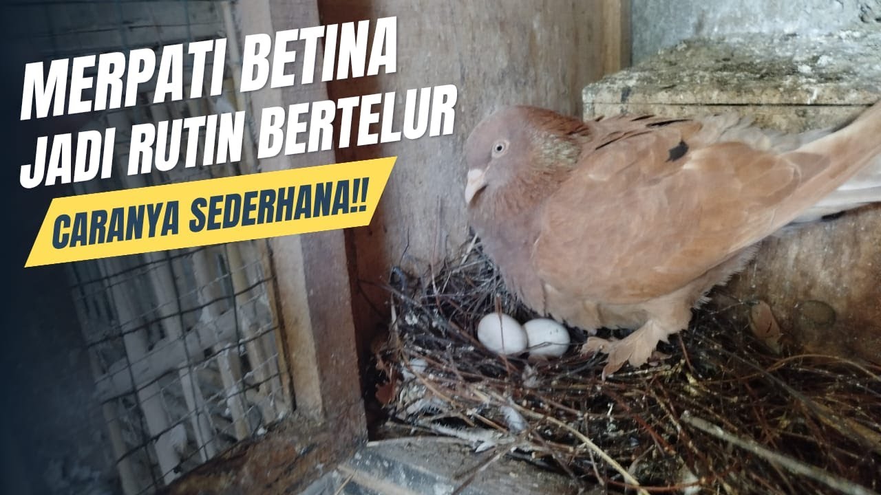 RAHASIA AGAR MERPATI BETINA JADI RUTIN BERTELUR