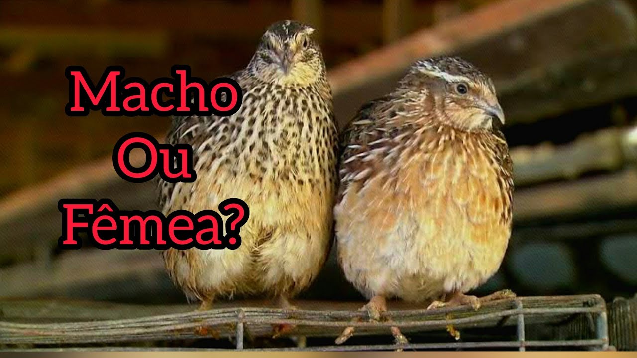 CODORNA MACHO OU FÊMEA??|Como Saber o Sexo das Codornas!| - YouTube