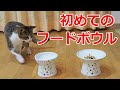 猫の食器 買いました　 猫壱 ハッピーダイニング フードボウル