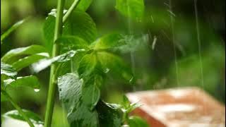 Download lagu Rain Spectrum - Nature Sounds