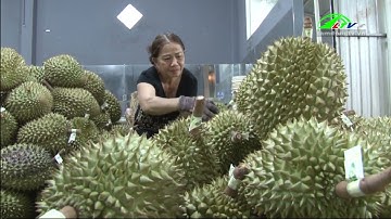 Phòng trừ rệp sáp hại sầu riêng   Lâm Đồng TV