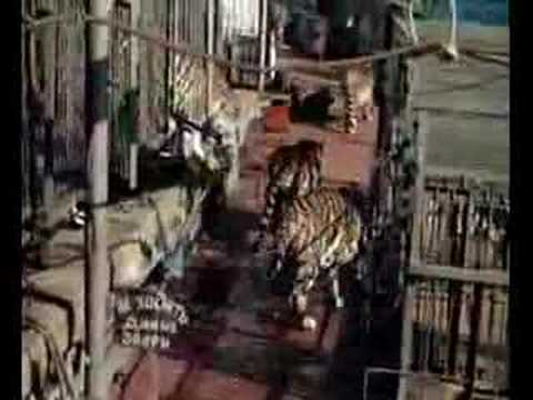 Tiger vs Lion, Tiger wins.