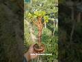 Jade Crassula Ovata #jadebonsaipakistan #jadeplantcare