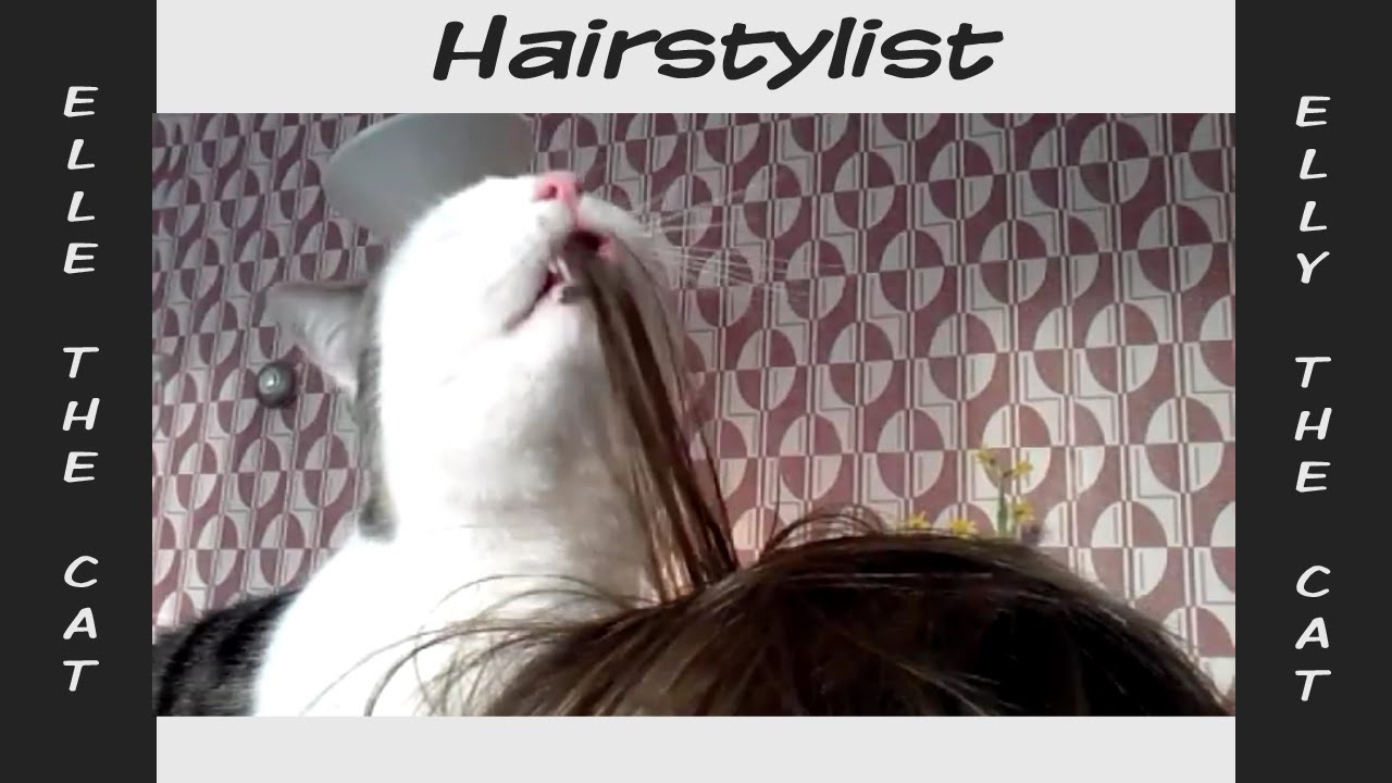Cat likes hair YouTube